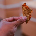 Табак в Краснодаре: цена за 1 кг и где купить качественный продукт images50.jpg