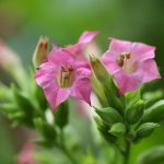 Купить Айкос в Краснодаре: Лучшие Предложения и Цены